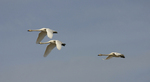 ����� ������ (Cygnus bewickii) �������� ������